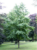 org:/gardening tips/Snoeiadvies/Overzichtspagina/Amberboom.jpg